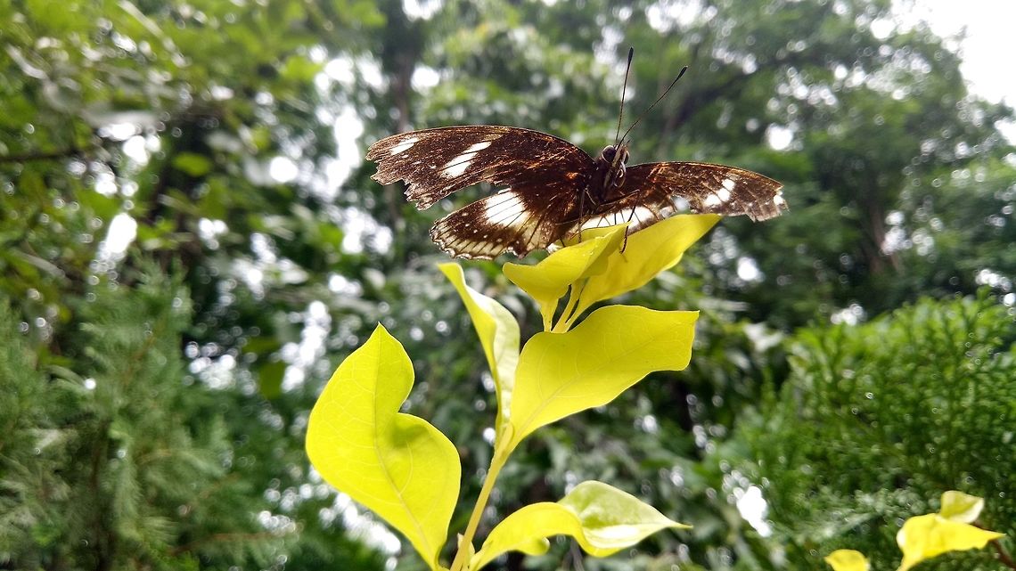 Butterfly 2 Another angle of image titled Butterfly 1.<br />
<figure class="photo"><a href="https://www.jungledragon.com/image/52185/butterfly_1.html" title="Butterfly 1"><img src="https://s3.amazonaws.com/media.jungledragon.com/images/2721/52185_thumb.jpg?AWSAccessKeyId=05GMT0V3GWVNE7GGM1R2&Expires=1770854410&Signature=SHEJj6DtZ8xjjTdH3CSkqaIdUPE%3D" width="200" height="114" alt="Butterfly 1 Captureed at Parvati hills, Pune.<br />
Wings are not entire. Butterfly,Great Eggfly,Hypolimnas bolina,India,Pune" /></a></figure> Butterfly,Great Eggfly,Hypolimnas bolina