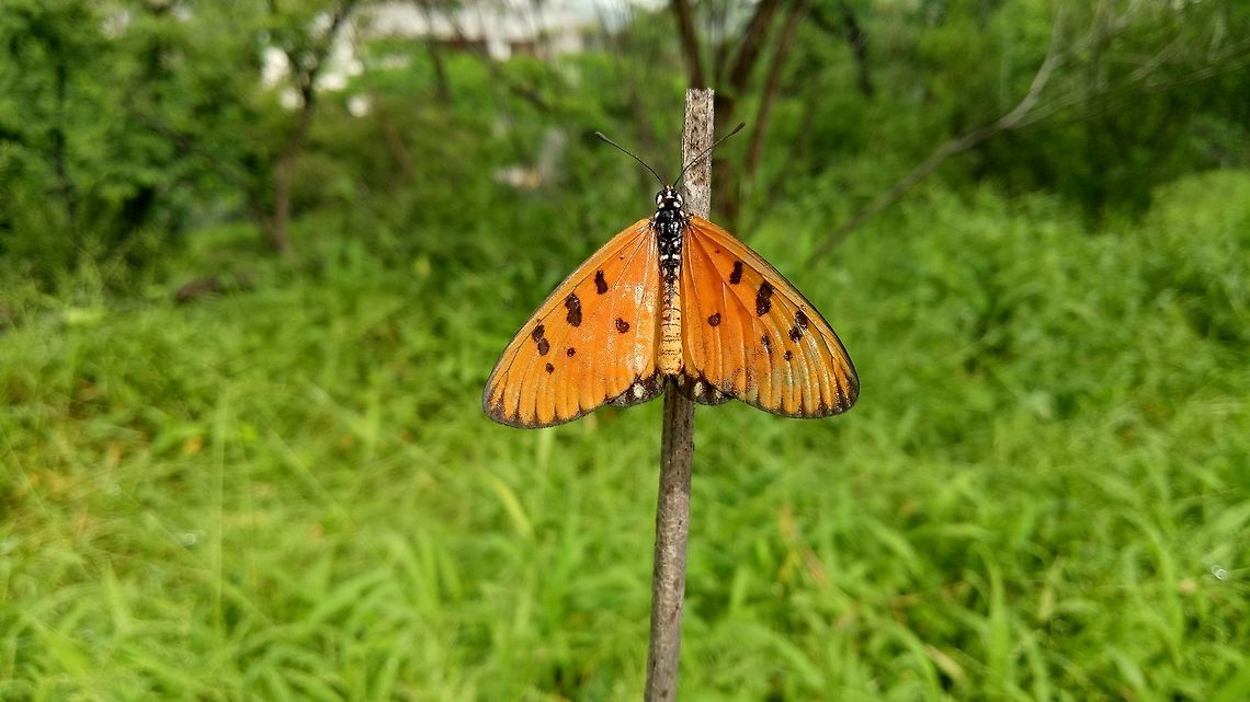 Acraea butterfly Bright orange color, Black spots, sitting calm, Photo captured at Parvati hills, Pune Acraea,Acraea terpsicore,Butterfly,Geotagged,India,Summer,Tawny Coster