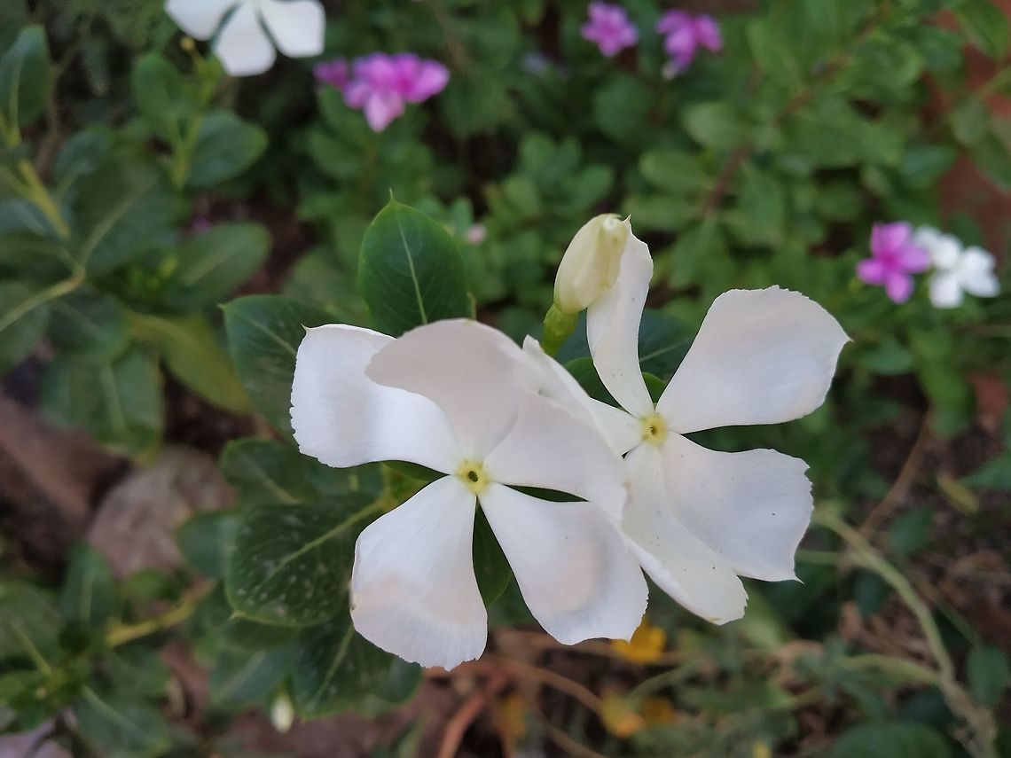 Vinca White flower of Vinca Geotagged,India,Spring,flower,vinca