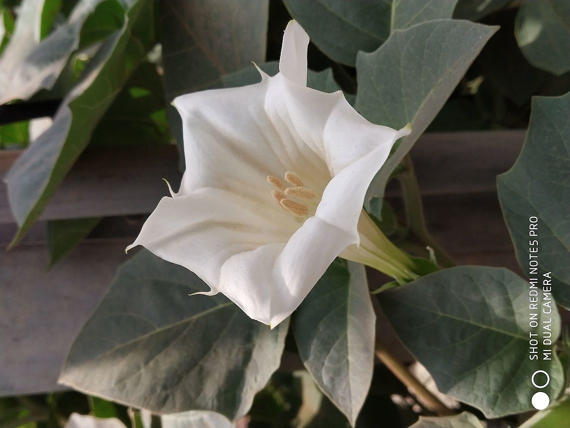 Datura Photo captured at Vaduj, Maharashtra India<br />
Pale white colour of flowers with cream coloured anthers. Datura,Datura metel,Geotagged,India,Spring,flower