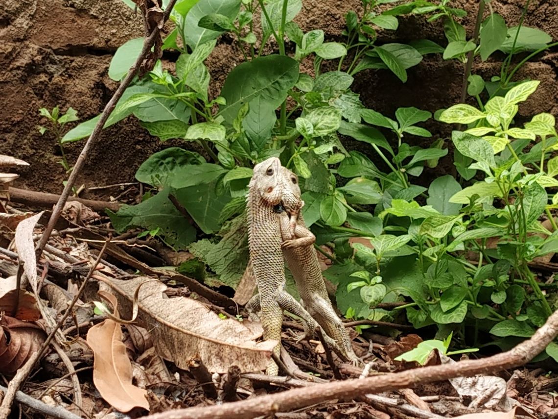 A hug 1st they had a fight then they were just holding each others Calotes versicolor,Geotagged,India,Oriental Garden Lizard,Spring