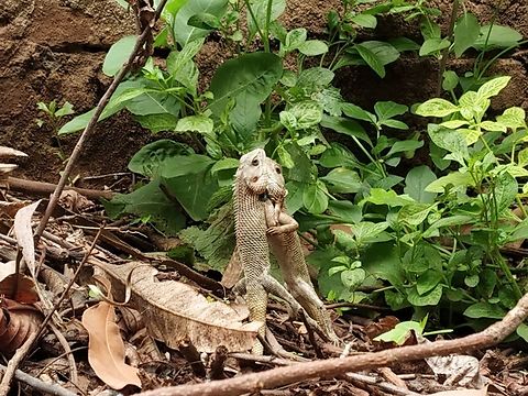 A hug 1st they had a fight then they were just holding each others Calotes versicolor,Geotagged,India,Oriental Garden Lizard,Spring