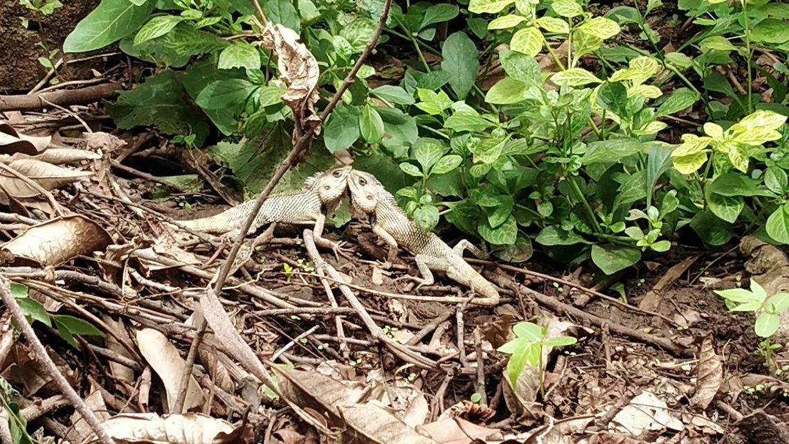 The bond  Calotes versicolor,Geotagged,India,Oriental Garden Lizard,Spring
