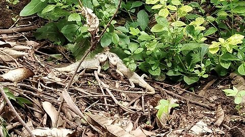 The bond  Calotes versicolor,Geotagged,India,Oriental Garden Lizard,Spring