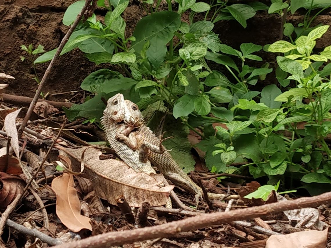 Hold on..we are falling Part of a mating scene Calotes versicolor,Geotagged,India,Oriental Garden Lizard,Spring