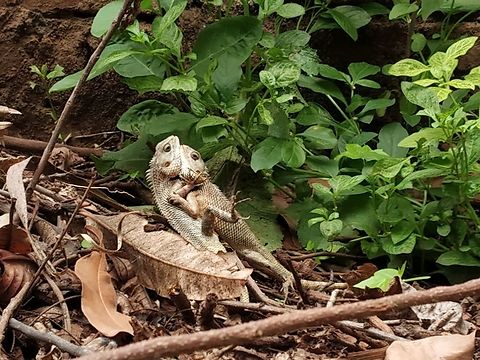 Hold on..we are falling Part of a mating scene Calotes versicolor,Geotagged,India,Oriental Garden Lizard,Spring