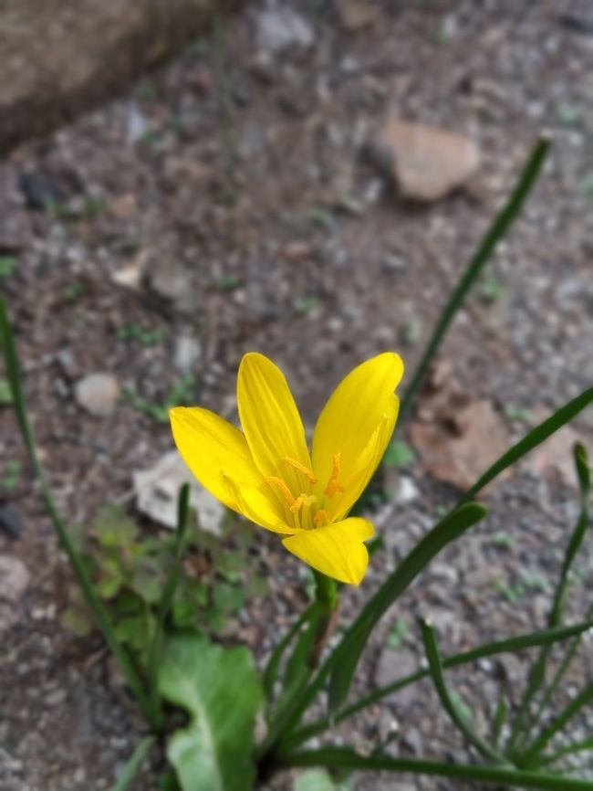 Rain lily  Geotagged,India,Spring,Zephyranthes citrina