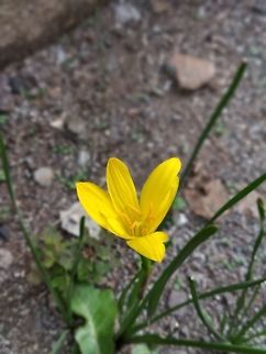 Rain lily  Geotagged,India,Spring,Zephyranthes citrina