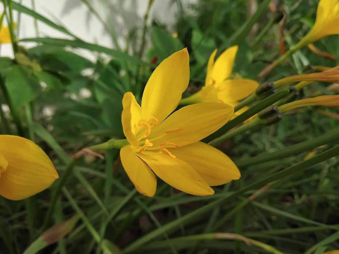 Rain lily closeup Rain lily is loved by Indians and found at many homes. The people purchase bulbs and grow it or the seed just sprouts. Geotagged,India,Spring,Zephyranthes citrina