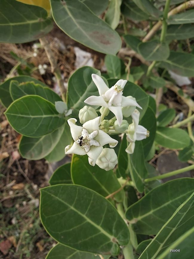 Big Ant on a flower Calotrpis plant, commonly found in the Maharashtra India. Its latex has been used to treat skin trapped thorn or needle of a plant. It is pollinated by wind pollination. Calotropis gigantea,Geotagged,India,Spring