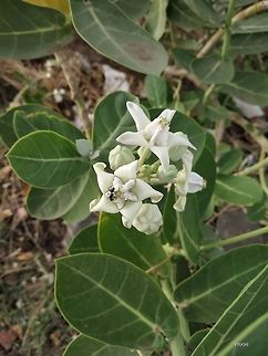 Big Ant on a flower Calotrpis plant, commonly found in the Maharashtra India. Its latex has been used to treat skin trapped thorn or needle of a plant. It is pollinated by wind pollination. Calotropis gigantea,Geotagged,India,Spring
