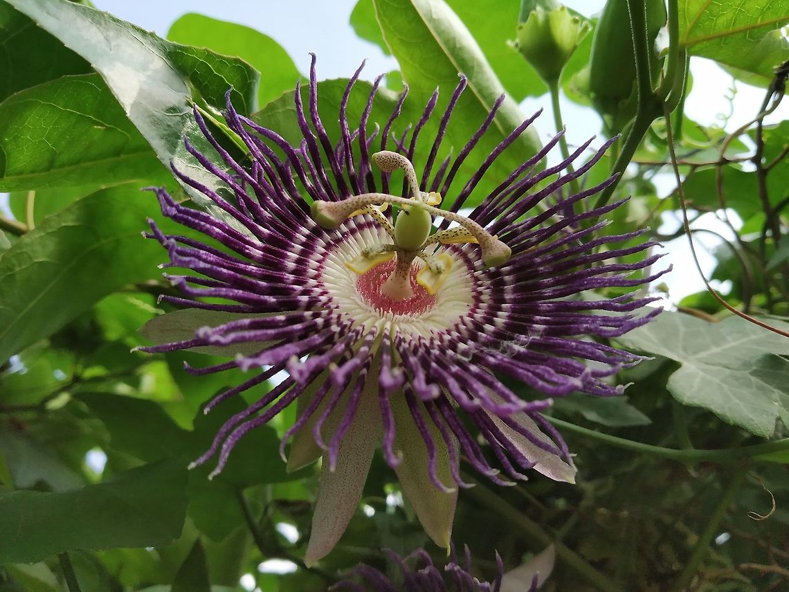 Passiflora Here, in India, it is called as Krishna Kamal. Krishna, a worshipped god. Geotagged,India,Passiflora incarnata,Summer