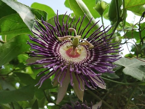 Passiflora Here, in India, it is called as Krishna Kamal. Krishna, a worshipped god. Geotagged,India,Passiflora incarnata,Summer