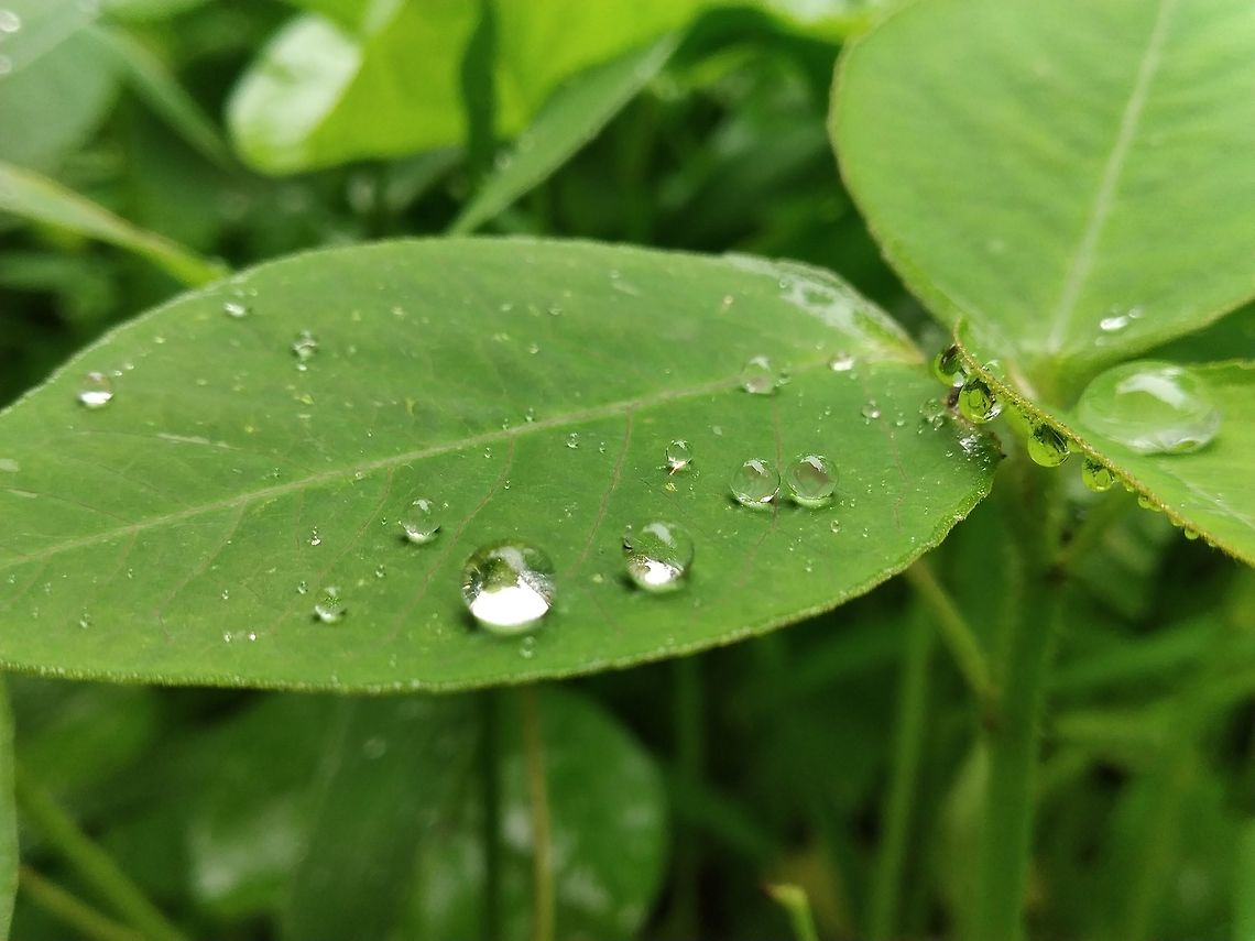 Raindrops as the pearls Maybe, Trichomes or waxy coating on the leaves forcing the water to stay as pearl. Geotagged,India,Summer