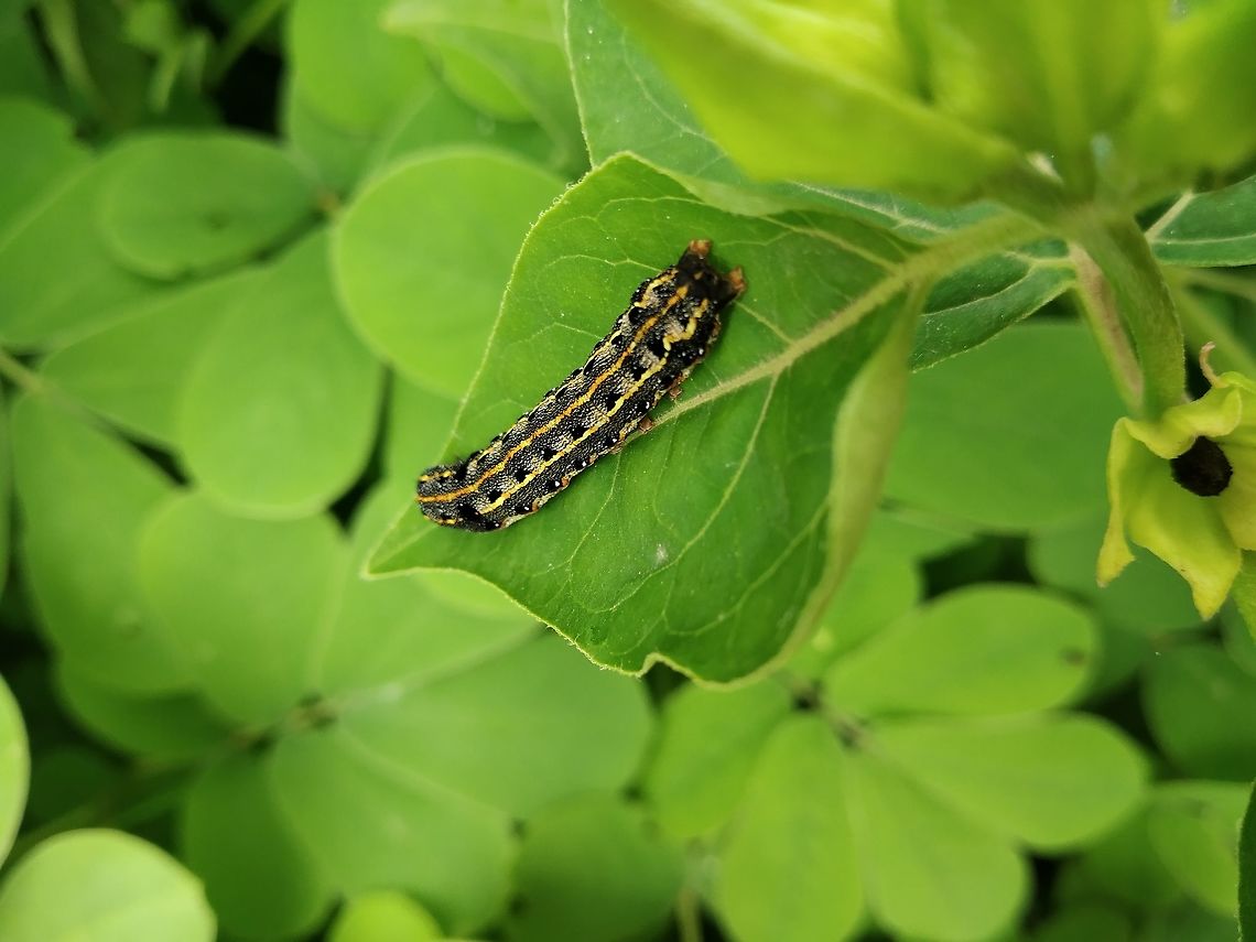 BinResting Caterpillar Plant- Mirabilis jalapa<br />
<br />
Identification is needed. Geotagged,India,Mirabilis,Summer,caterpillar