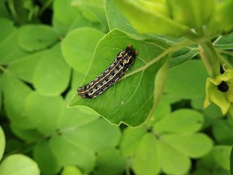 BinResting Caterpillar Plant- Mirabilis jalapa

Identification is needed. Geotagged,India,Mirabilis,Summer,caterpillar