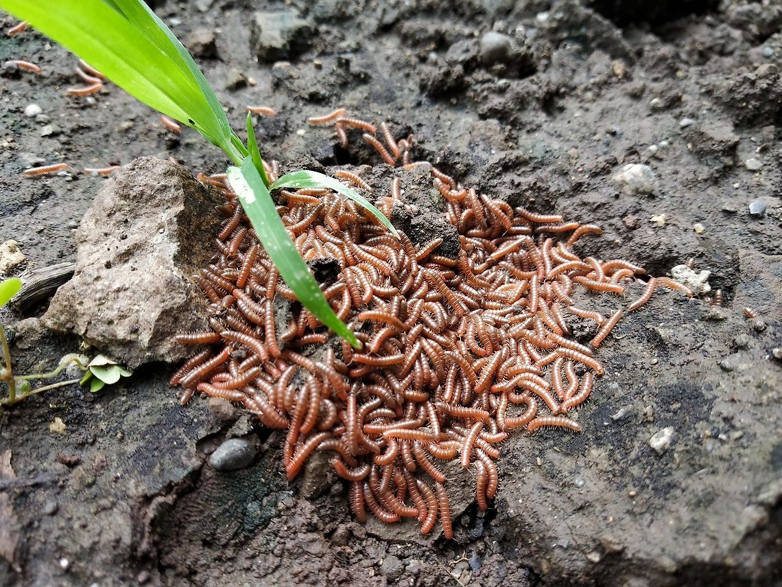 Millipedes They look 'yeww' in a bunch and especially while moving.<br />
Every monsoon they show up in my garden and I don't like them Arthropods,Geotagged,India,Maharashtra,Millepede,Satara,Summer