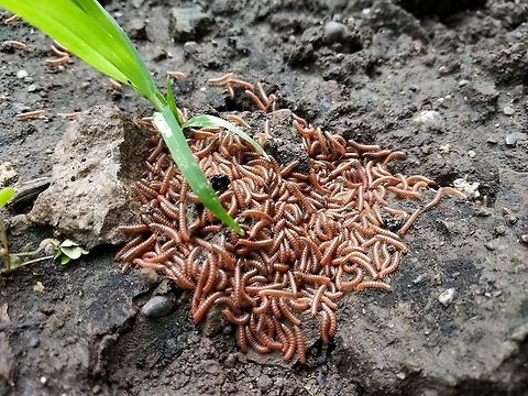 Millipedes They look 'yeww' in a bunch and especially while moving.
Every monsoon they show up in my garden and I don't like them Arthropods,Geotagged,India,Maharashtra,Millepede,Satara,Summer
