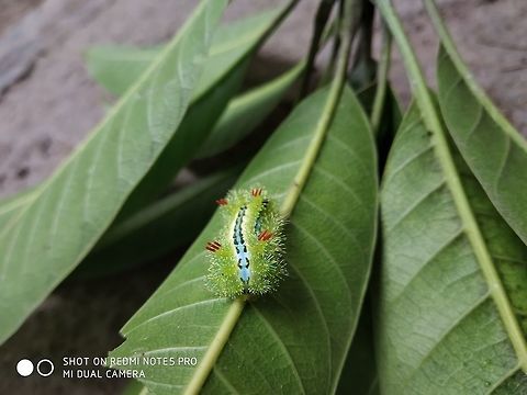 Mango lover maybe  Geotagged,India,Monsoon,Summer