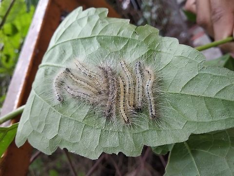 Caterpillar friends  Geotagged,India,Summer,monsoons