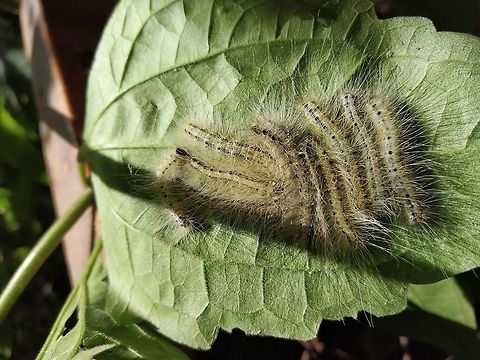 Caterpillar friends part 2  Geotagged,India,Summer,monsoon
