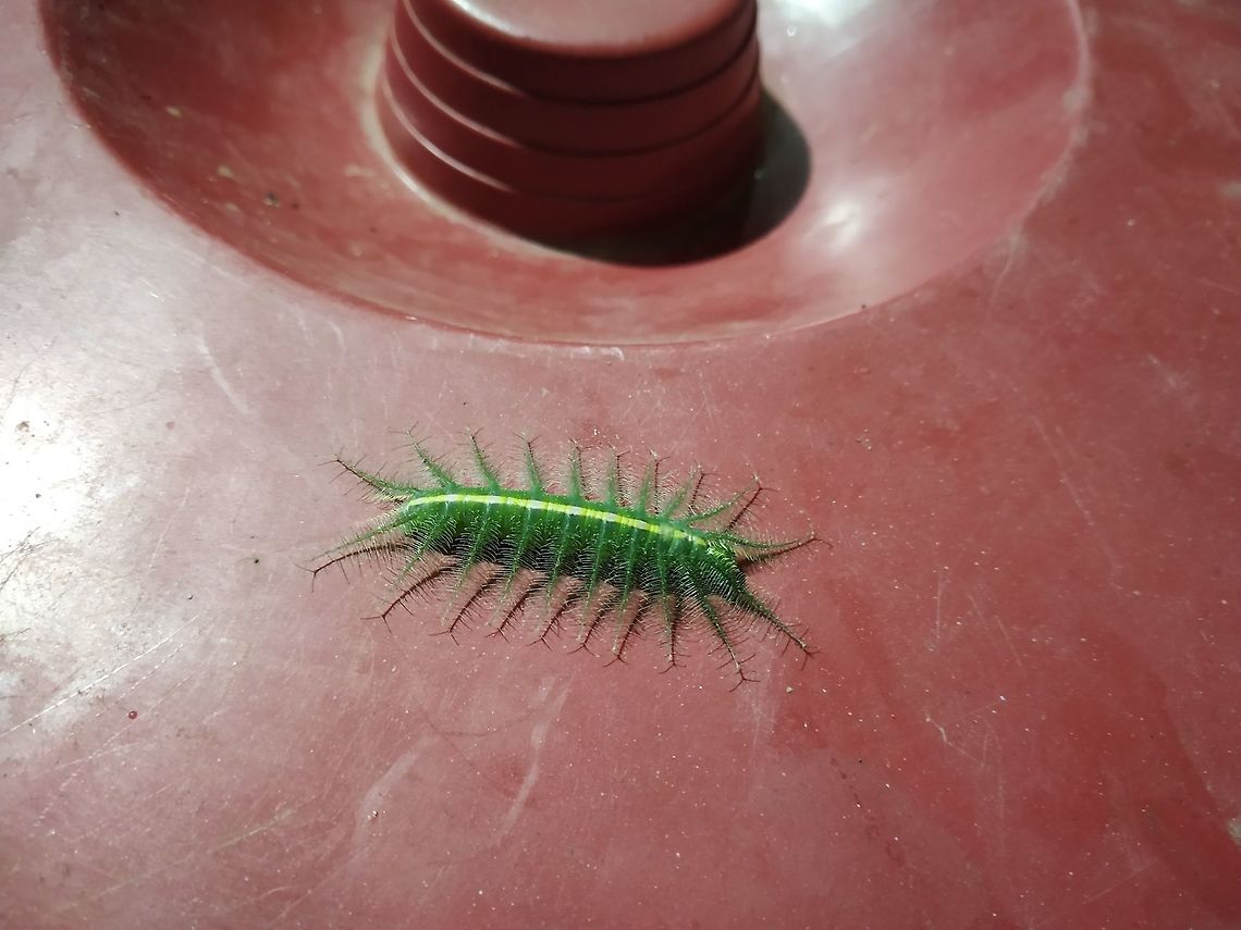 Green beauty Light flash was so harsh that is why the real color is not visible. Pinkish lavender spots were there, on the yellow line. I have a beautiful video of the same creature. Common Baron,Euthalia aconthea,Geotagged,India,monsoon