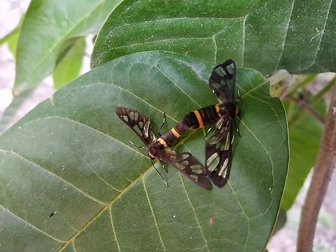 Let the love fly 2 A mating pair, found on the leaves of Annona sps Fall,Geotagged,India,Maharashtra,Satara
