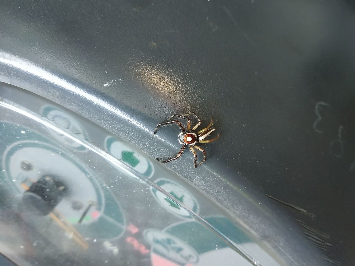 Spider 1  Fall,Geotagged