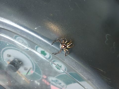 Spider 1  Fall,Geotagged