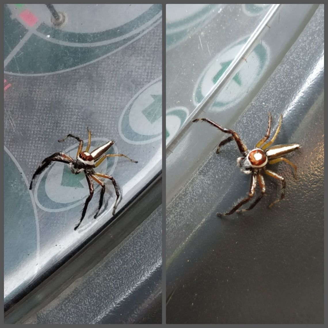 Spider 2  India,Maharashtra,Satara