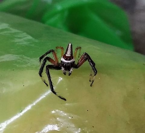 Spider 3 Commonly found around the garden, near my snacks centre (Pune, India) Fall,Geotagged