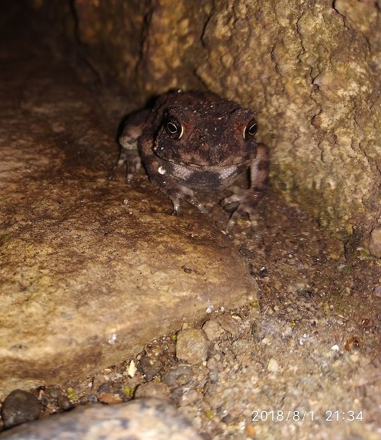 Toad with red dots 1 Found in the rainy season Bufo stomaticus,Duttaphrynus stomaticus,Geotagged,Indus Valley Toad,monsoon
