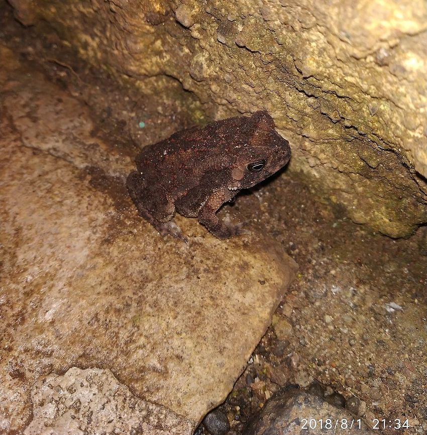 Toad with red dots 2  Asian Common Toad,Duttaphrynus melanostictus,Duttaphrynus stomaticus,Geotagged,duttaphrynus stomaticus,monsoon