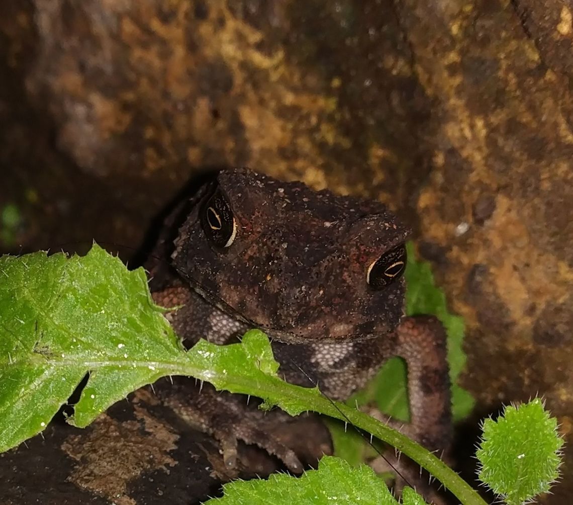 Toad with red dots 3 Beautiful eyes with yellow dots Asian Common Toad,Duttaphrynus melanostictus,Geotagged,monsoon