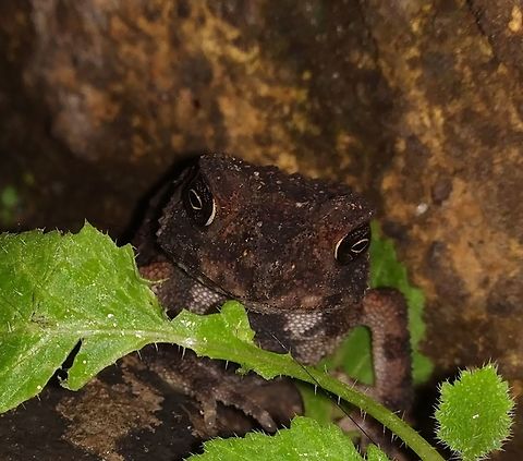 Toad with red dots 3 Beautiful eyes with yellow dots Asian Common Toad,Duttaphrynus melanostictus,Geotagged,monsoon