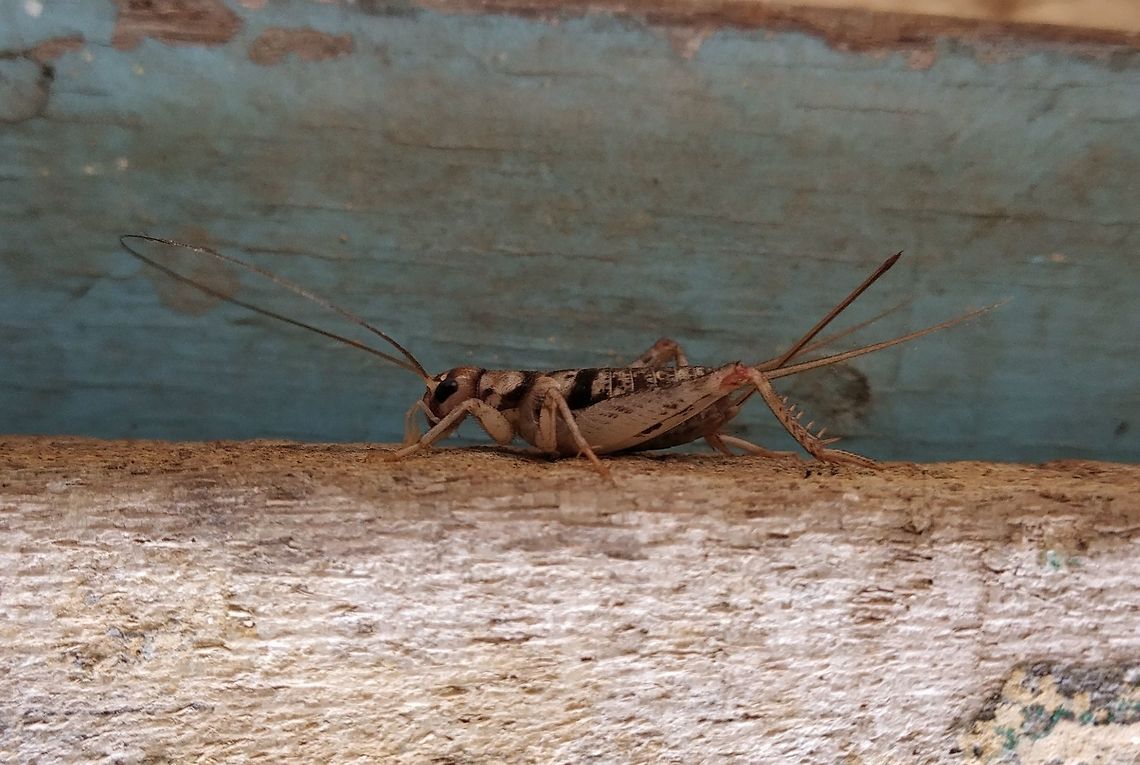 Wood cricket part 1  Fall,Geotagged,Gryllodes sigillatus,Tropical house cricket