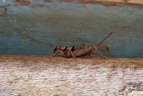 Wood cricket part 1  Fall,Geotagged,Gryllodes sigillatus,Tropical house cricket