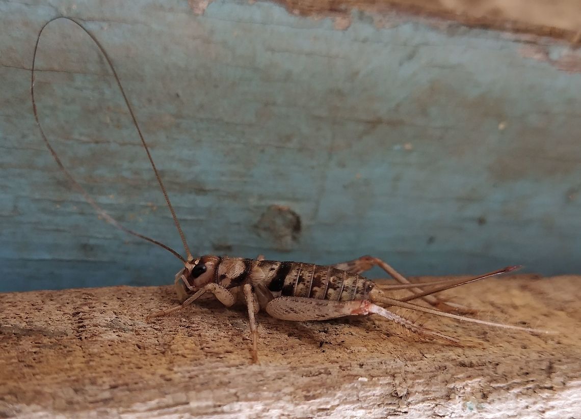 Wood cricket part 1 Antaena were joined after it founds activities around. Fall,Geotagged,Gryllodes sigillatus,Tropical house cricket