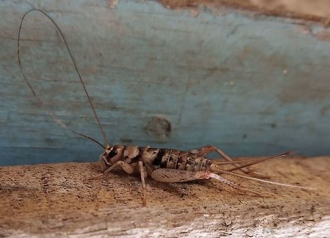 Tropical house cricket