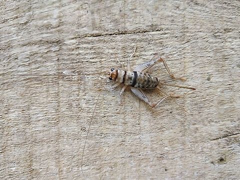 Wood cricket part 1  Fall,Geotagged,Gryllodes sigillatus,Tropical house cricket
