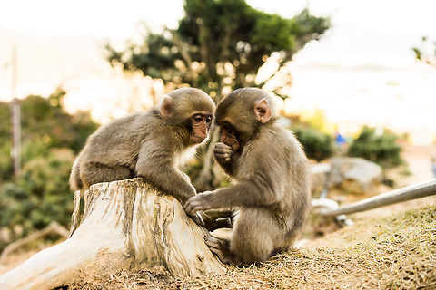Monkey_friends These are baby Japanese Macaque's from Arashiyama, Kyoto, Japan. They freely inhabit the mountainous terrain surrounding the district of Arashiyama and often come to the sanctuary where people can interact with them.  Japanese macaque,Macaca fuscata