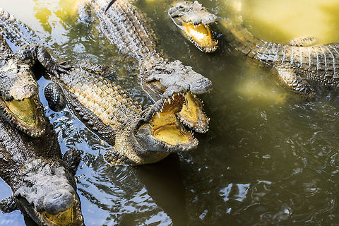 Jaws! Freshwater Siamese Crocodiles in the Mekong Delta of Southern Vietnam Crocodylus siamensis,Siamese crocodile,jaws