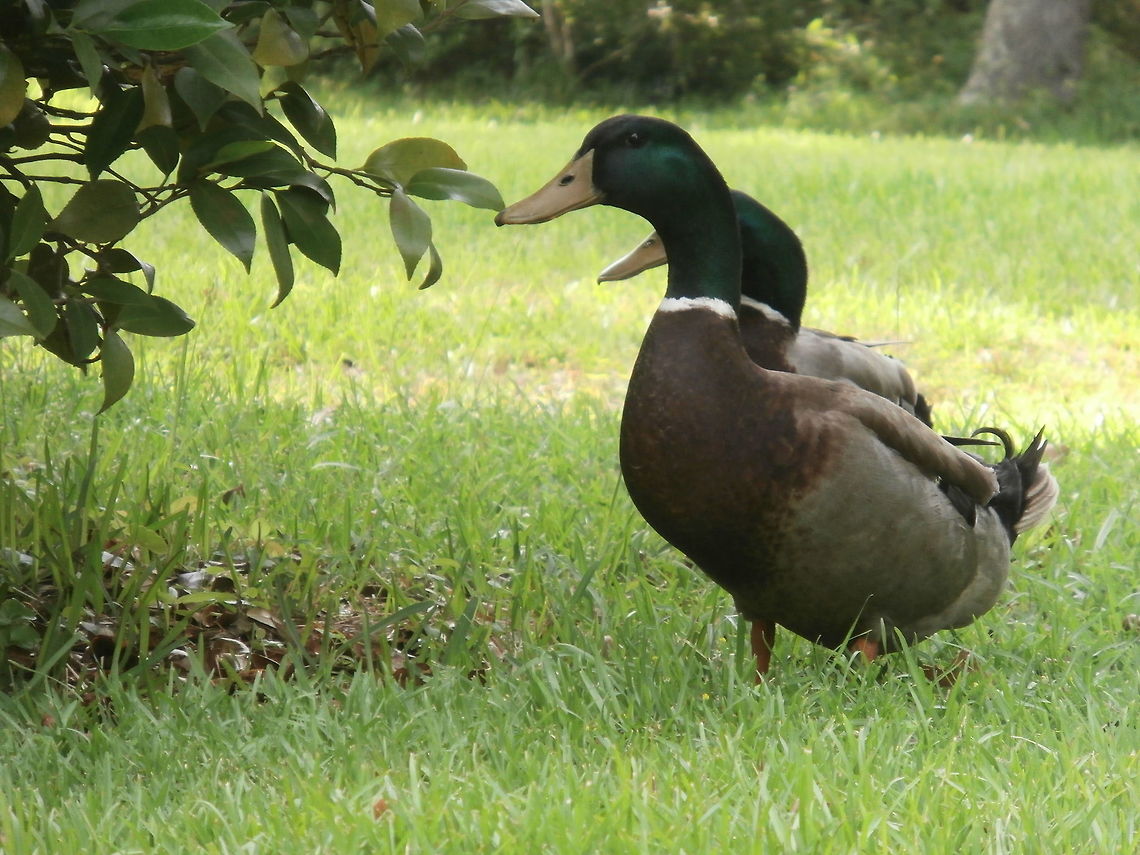 Follow the leader! These adorable little fellas are just taking a trip around the yard in the sun!  Anas platyrhynchos,Mallard