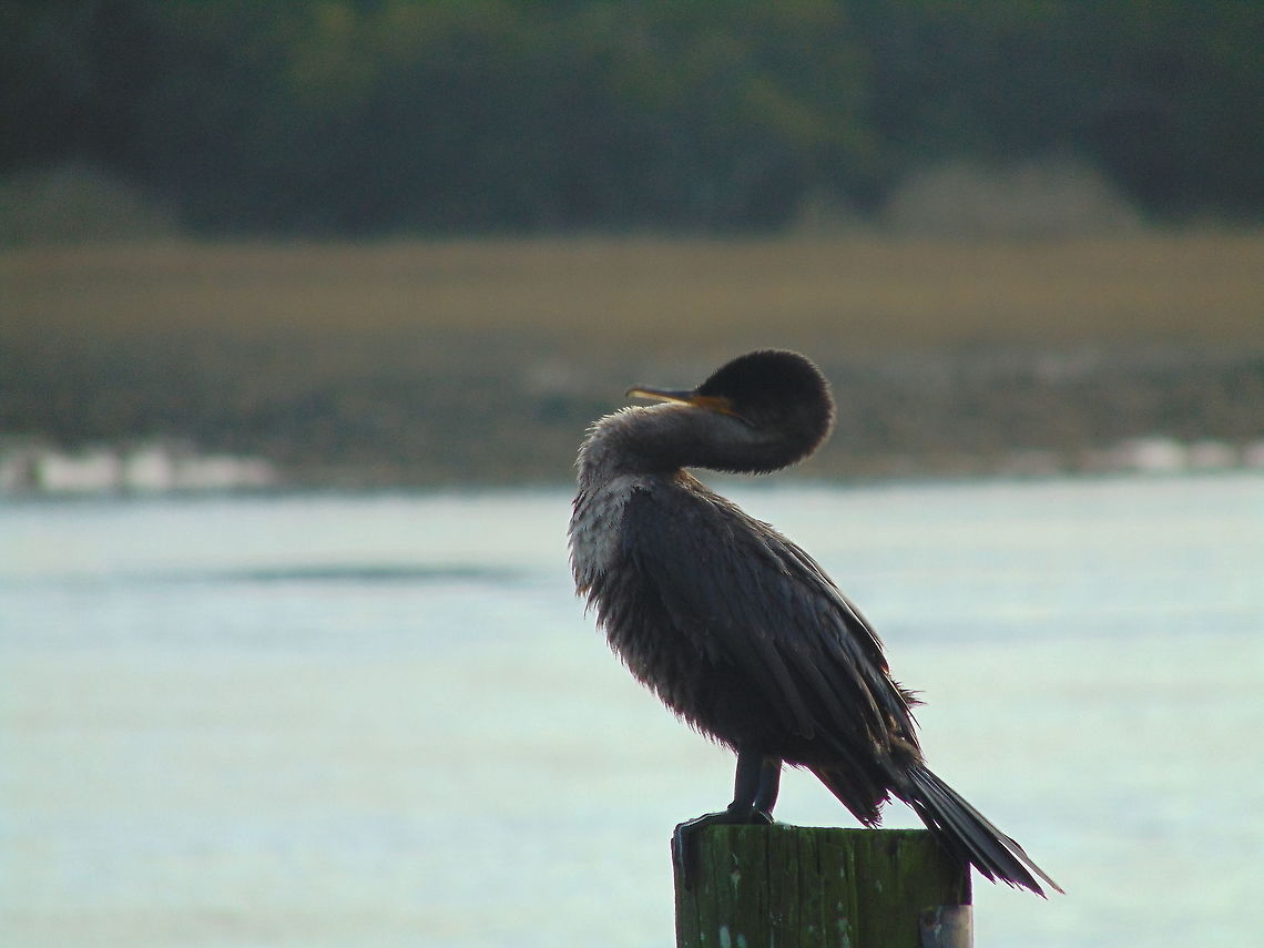 Watching the waves This beautiful bird is just catching some sun, and deciding if he should eat now or later. Great Cormorant