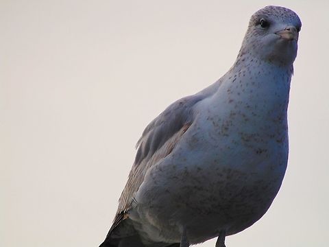 Whatcha lookin at? Haha this photo was kinda random, I was taking pictures of my sister when i noticed this bird and while my sister wasn't paying any attention to what was going on, this guy sure was haha. Geotagged,United States,Winter,seagull