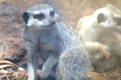 Lemars IMGP7003 Taken at Melbourne zoo Meerkat,Suricata suricatta