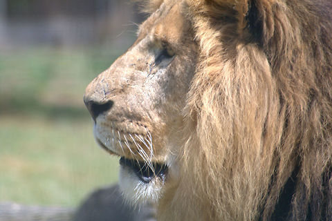 Lion  Lion,Panthera leo