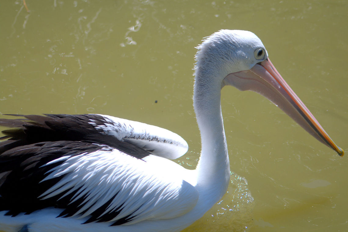 IMGP7078  Australian Pelican,Pelecanus conspicillatus