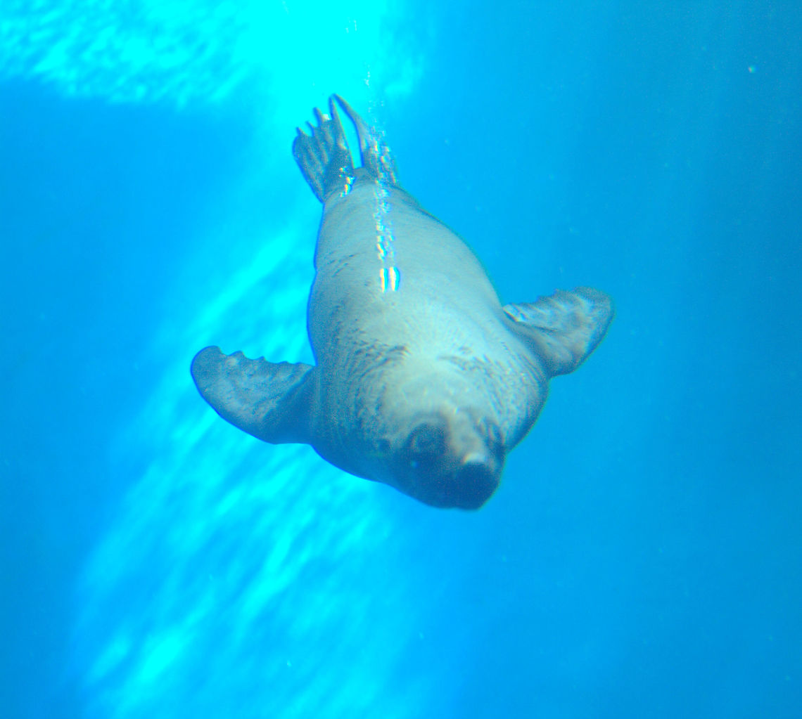 IMGP7124  Arctocephalus forsteri,Australian fur seal