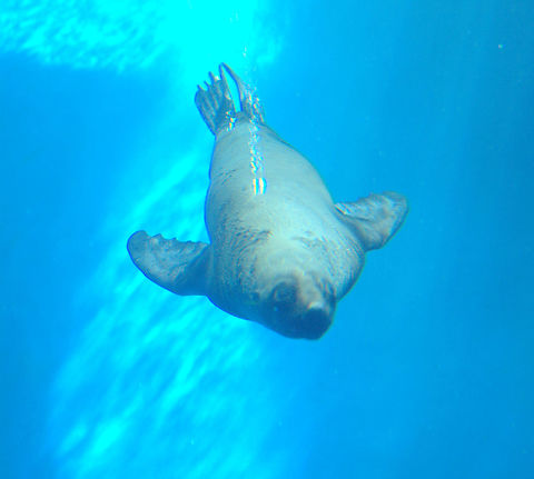 IMGP7124  Arctocephalus forsteri,Australian fur seal